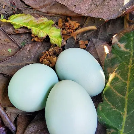 Ecofinca Selva Doramas וילה *