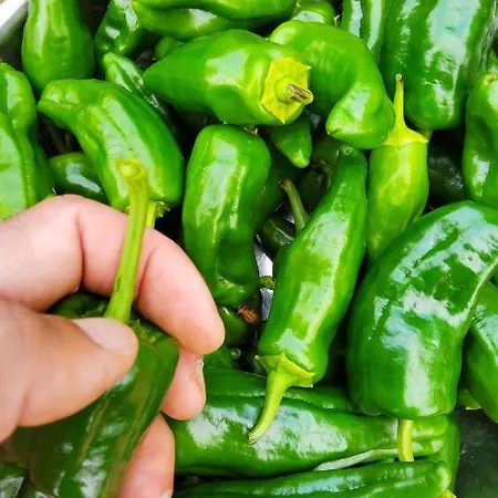 Ecofinca Selva Doramas וילה Santa Maria de Guia de Gran Canaria