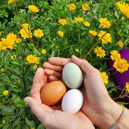 Ecofinca Selva Doramas וילה