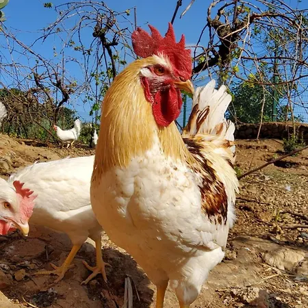 וילה Ecofinca Selva Doramas